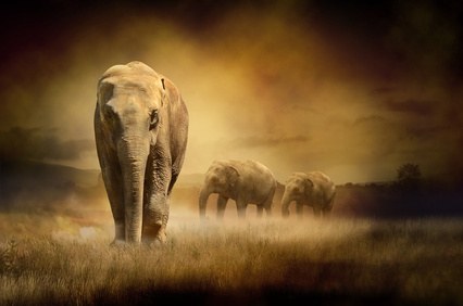 Ein Elefant und seine Herde wandern durch die Prärie.