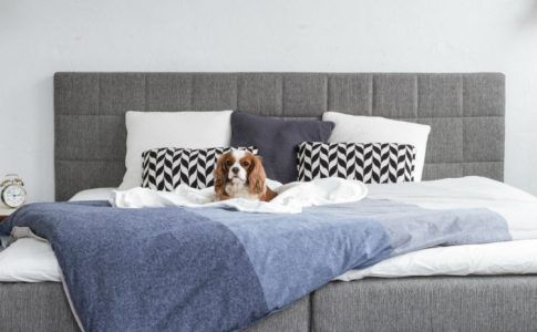 Hund auf Boxspringbett