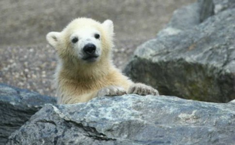 Zoo Bremerhaven Eisbärenbaby