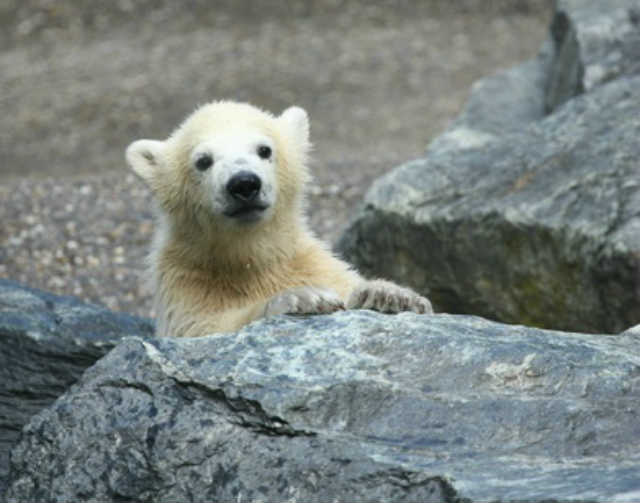 Zoo Bremerhaven Eisbärenbaby