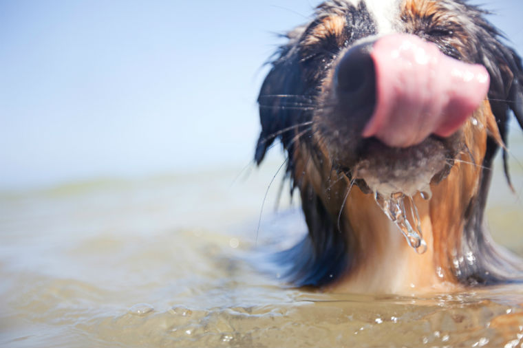 Hund im See