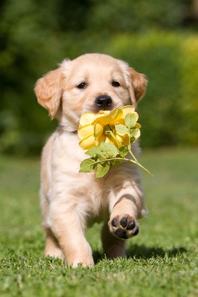 Golden Retriever Welpe mit Blume läuft über Wiese