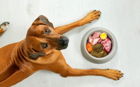 Ein Hund sitzt vor einem mit unterschiedlichem Essen gefüllten Futternapf