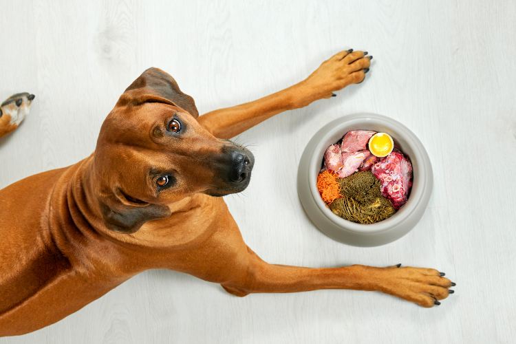 Ein Hund sitzt vor einem mit unterschiedlichem Essen gefüllten Futternapf