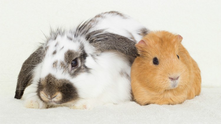 weiß- graues Kaninchen und hellbraunes Meerschweinchen