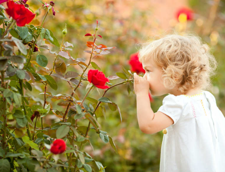 Kind riecht an einer Rose