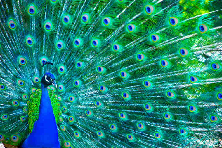 Pfau