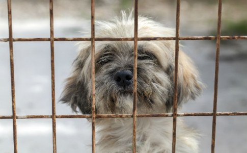Hund kaufen Tierheim