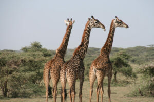 Drei Giraffen stehen auf freiem Feld