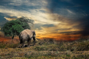 Ein Elefant steht auf einer Wiese. Im Hintergrund ein beeindruckender Himmel