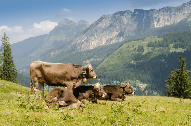 Kühe auf einer Weide mit Bergpanorama