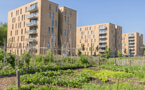 Ein kleines Gemüse- und Pflanzenbeet und im Hintergrund drei neuwertige Wohnblocks