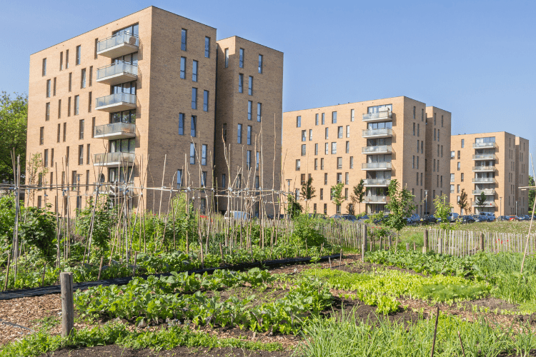 Ein kleines Gemüse- und Pflanzenbeet und im Hintergrund drei neuwertige Wohnblocks