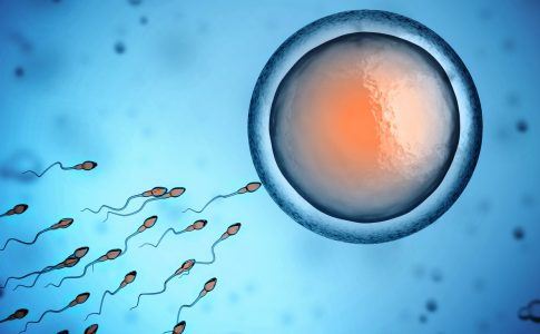 Spermien und Eizelle 3D Illustration
