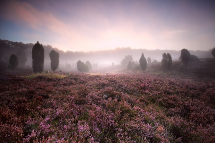Lüneburger Heide im Nebel
