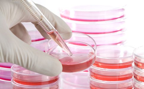Stammzellen Untersuchung im Labor
