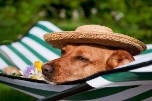 Hund in der Sonne