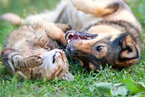 Hund & Katze