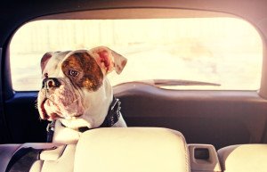Hund im Familienauto