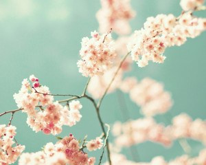 Frühlingsblumen