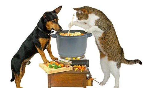 Lustig: Hund & Katze kochen Suppe