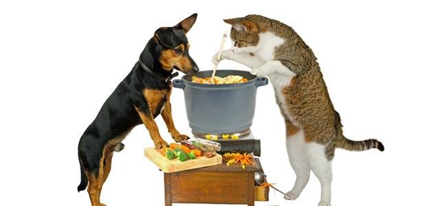 Lustig: Hund & Katze kochen Suppe