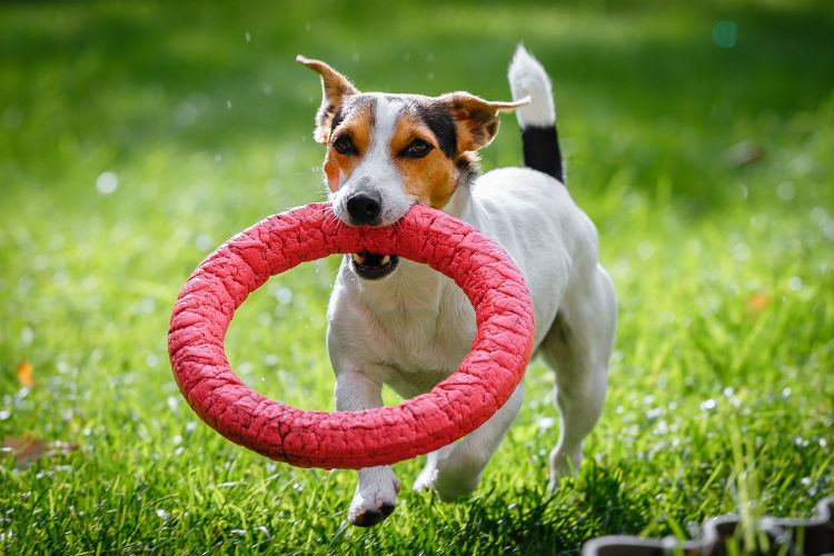 spielender Hund