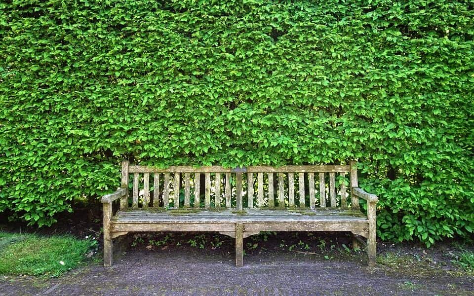 Outdoor Holzbank im Garten vor grüner Wand aus Sträuchern